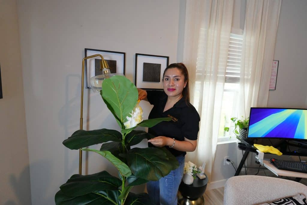 Housekeeper dusting a large fiddle leaf fig plant