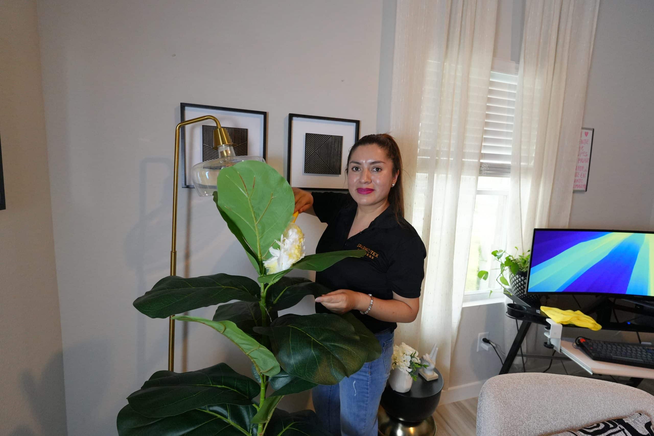 Housekeeper dusting a large fiddle leaf fig plant